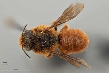 Media type: image;   Entomology 790596 Aspect: habitus dorsal view